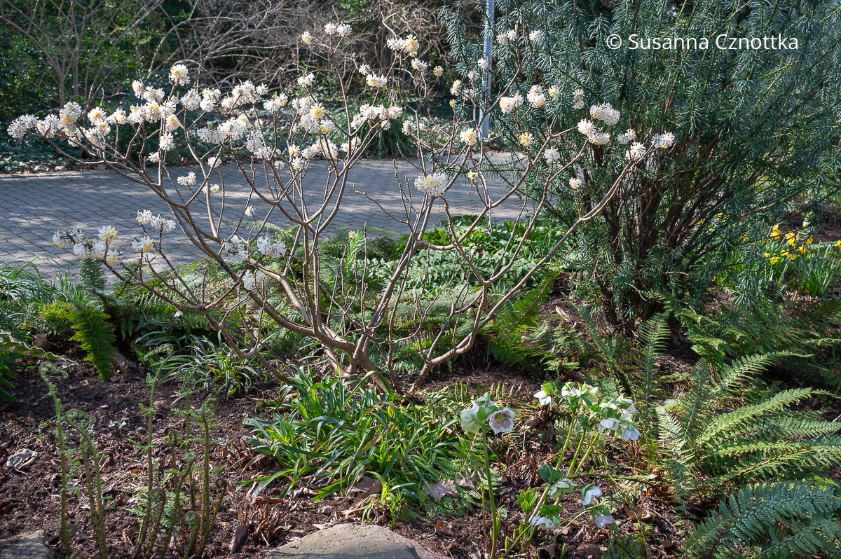 Blütenstrauch für den Vorfrühling: Japanischer Papierbusch (Edgeworthia chrysantha)