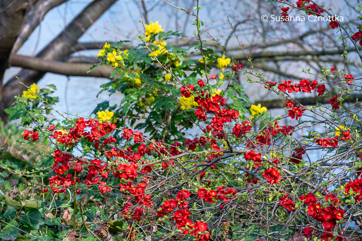 Fröhliche Farbe im Vorfrühlingsgarten: gelbe Mahonie und rote Zierquitte (Chaenomeles japonica)