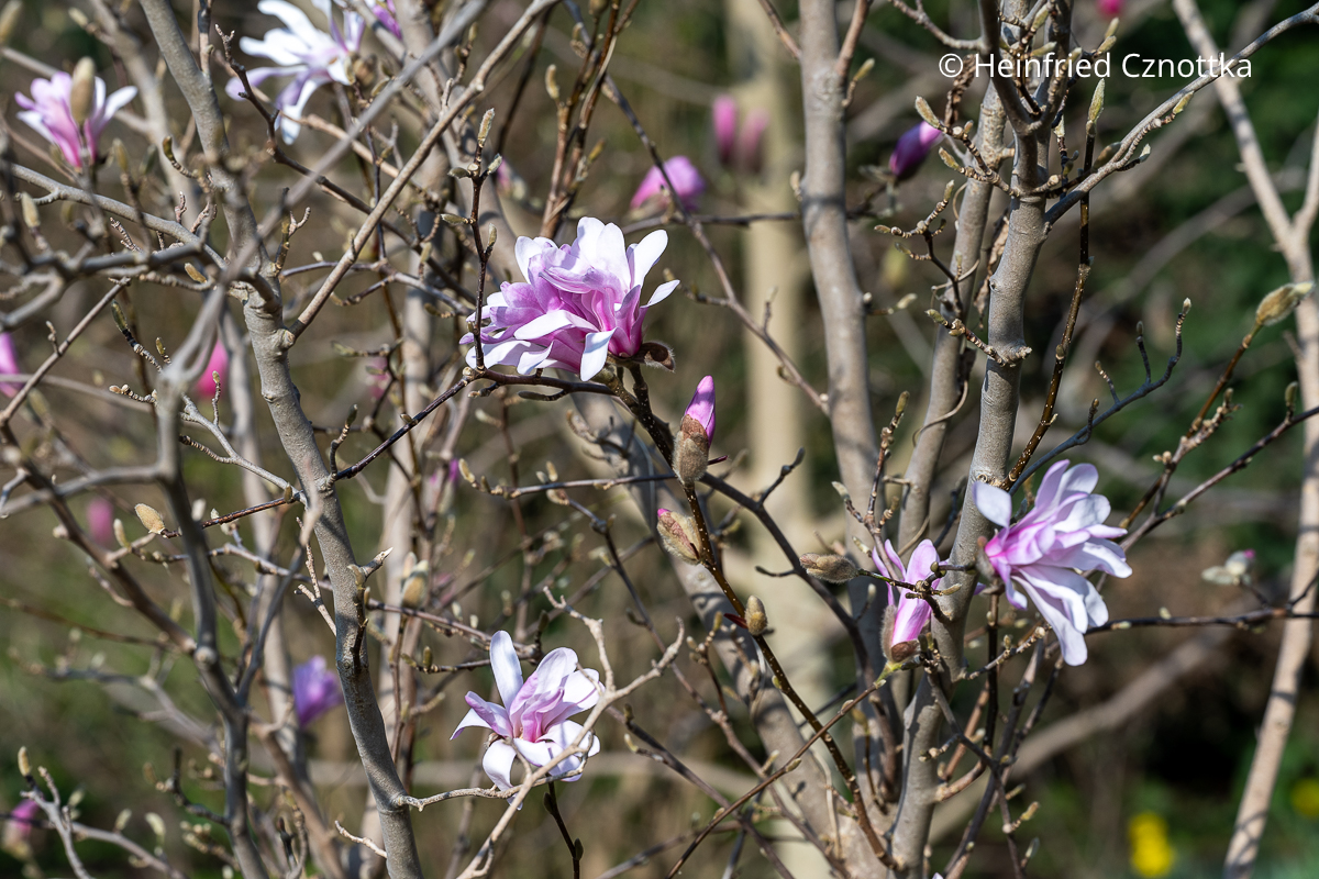 Frühlingsblüher: Rosa Sternmagnolie (Magnolia x loebneri) 'Leonard Messel'