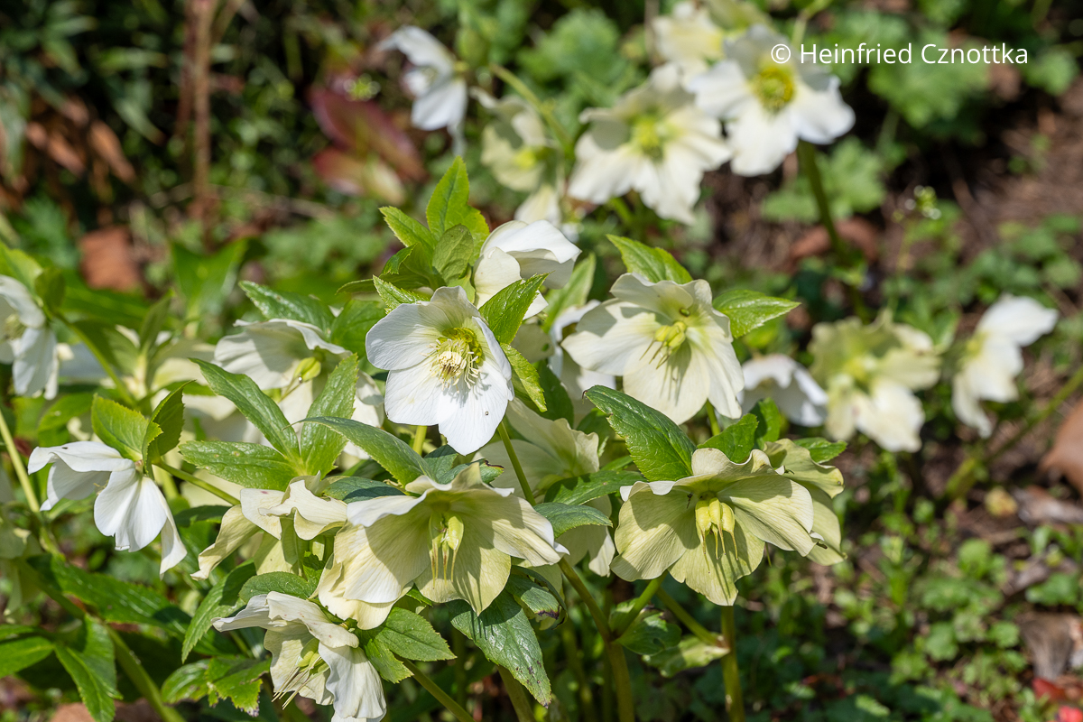 Christrose (Helleborus niger) Christrose (Helleborus niger)