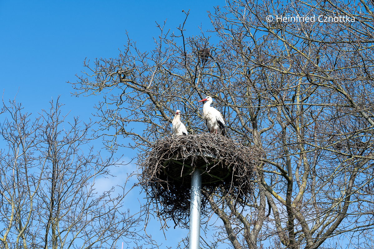 Ein Storchenpaar auf dem Nest im Luisenpark in Mannheim