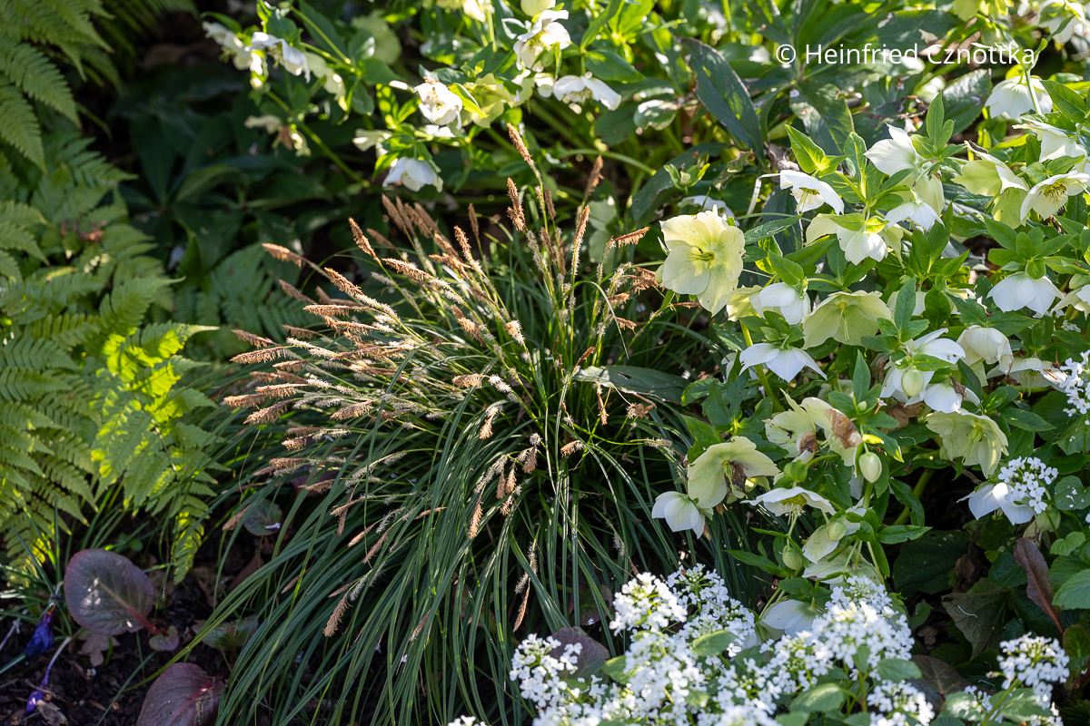 Weiße Lenzrosen, Großblättriges Scheinschaumkraut (Pachyphragma macrophyllum), Farn und Segge 'Irish Green'
