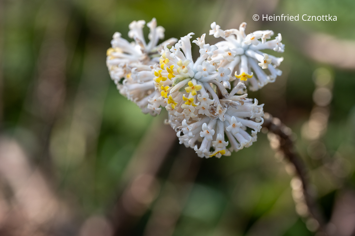 Vorfrühlingsblüher: die Blüten des Japanischen Papierbuschs (Edgeworthia chrysantha)
