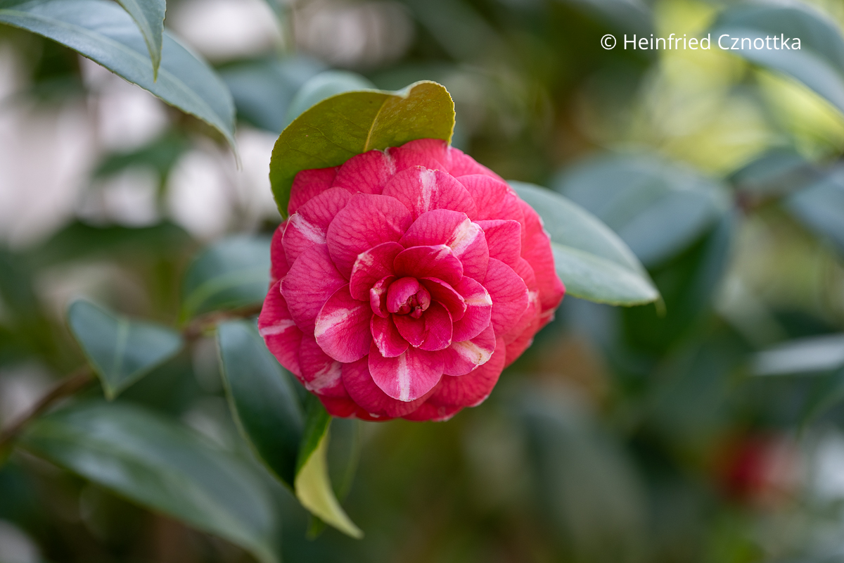 Kamelie (Camellia japonica) 'Orandako