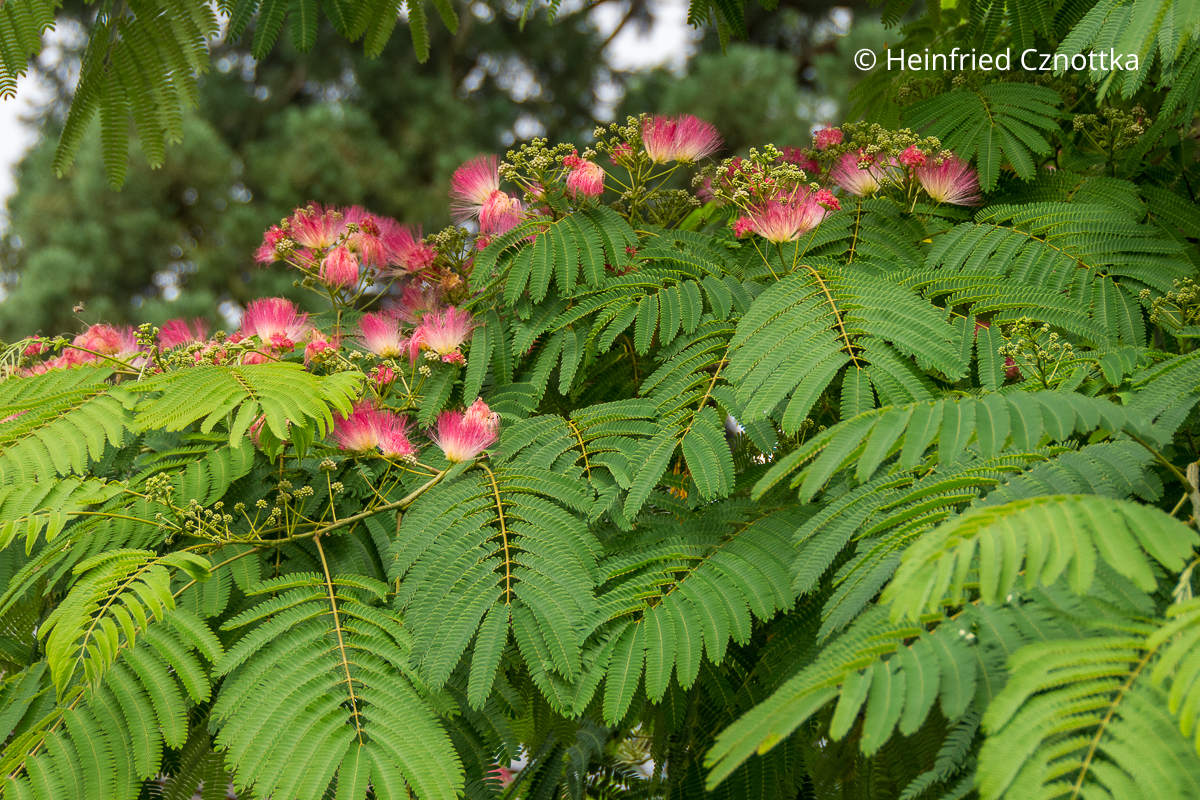 Rosa Blüten und filigrane Blätter des Schlaf- oder Seidenbaums (Albizia julibrissin)
