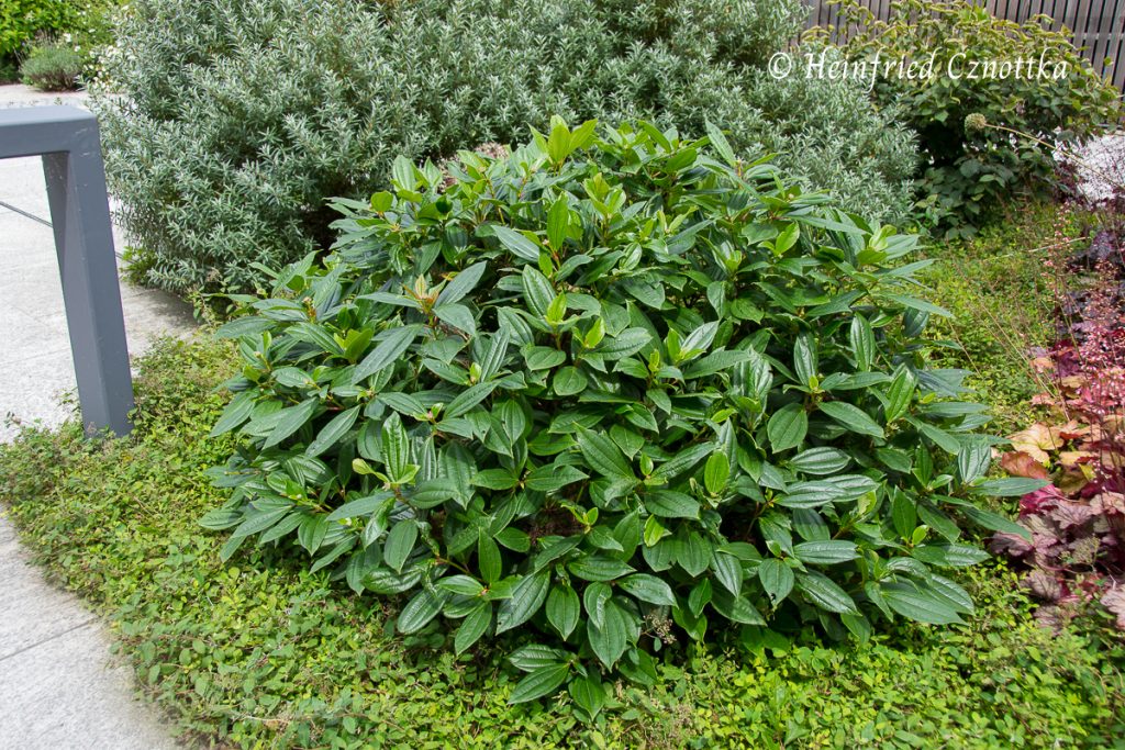 Immergrüner Kissen-Schneeball (Viburnum davidii) 