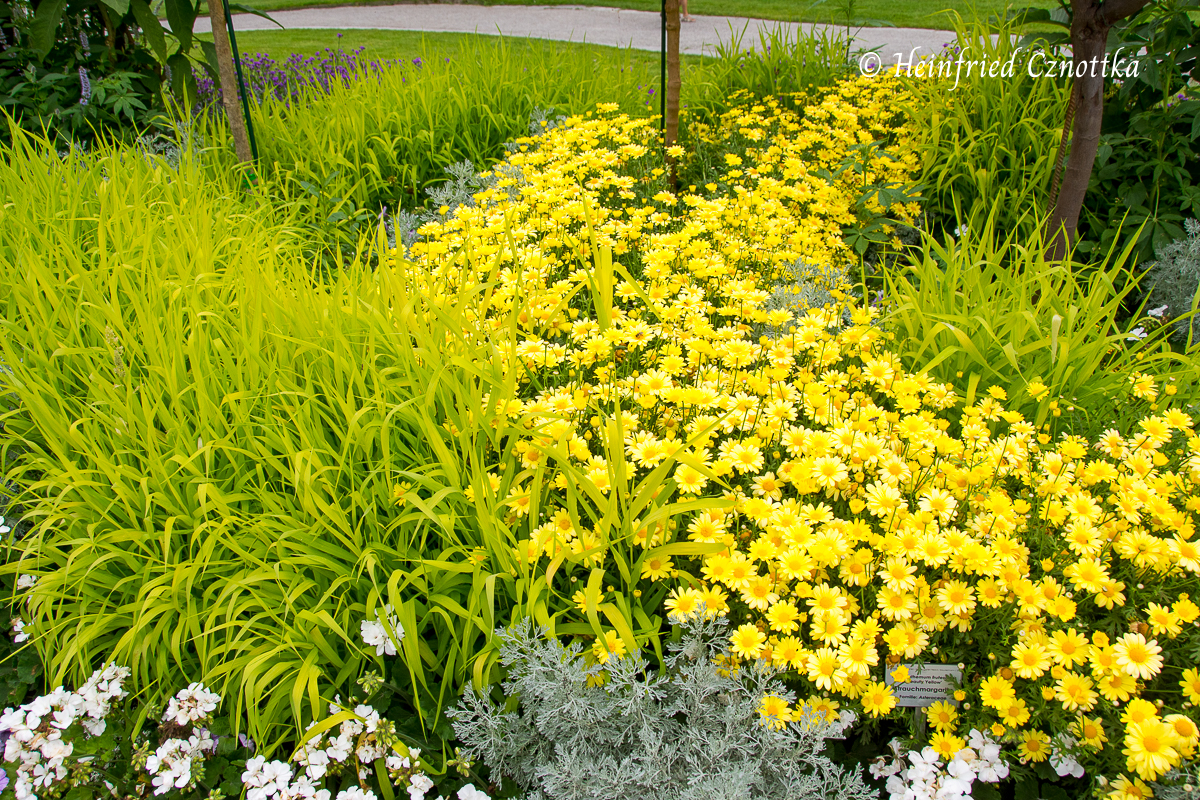 Farbe im Garten: gelbe Blüten, gelbgrünes Laub