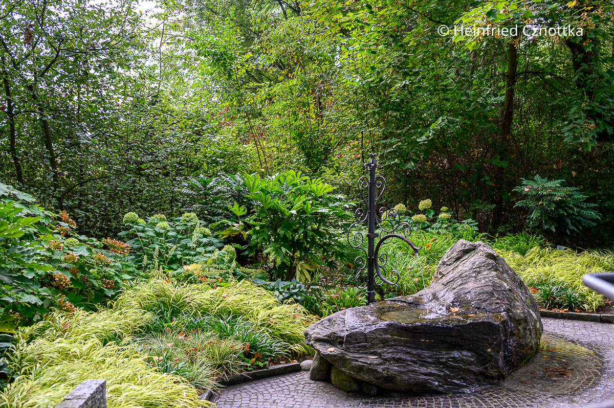 Helle Sorten des Japan-Berggrases (Hakonechloa macra) hellen schattige schattige Gartenbereiche auf