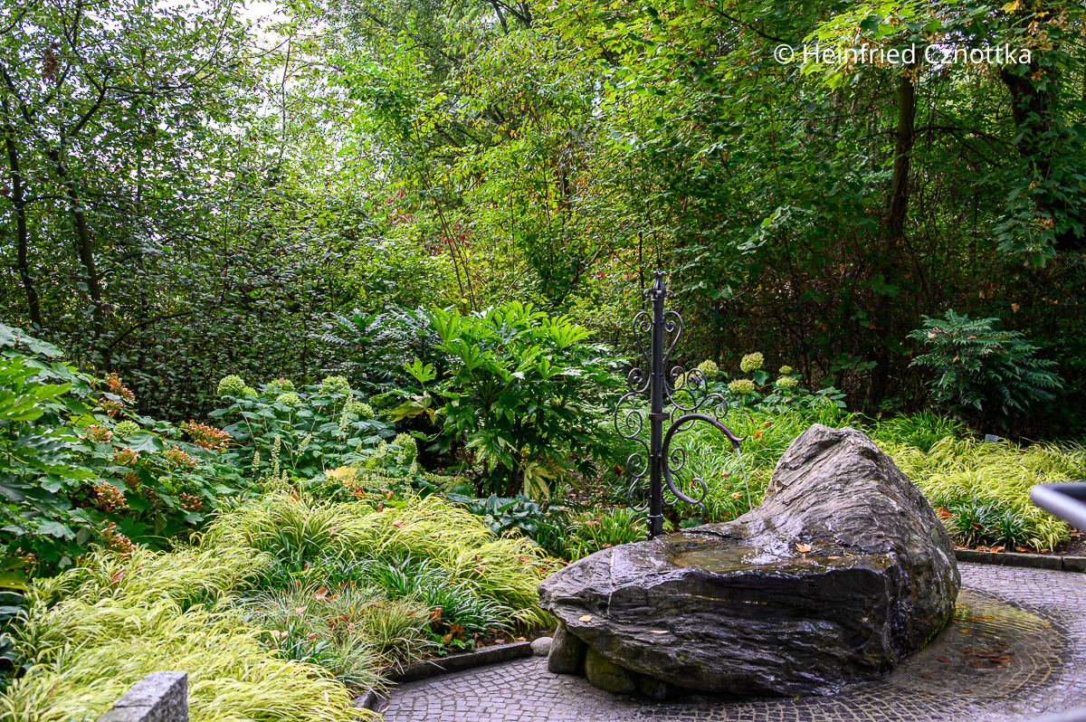 Japan-Berggras (Hakonechloa macra), Hortensien und Zimmer-Aralie (Fatsia japonica)