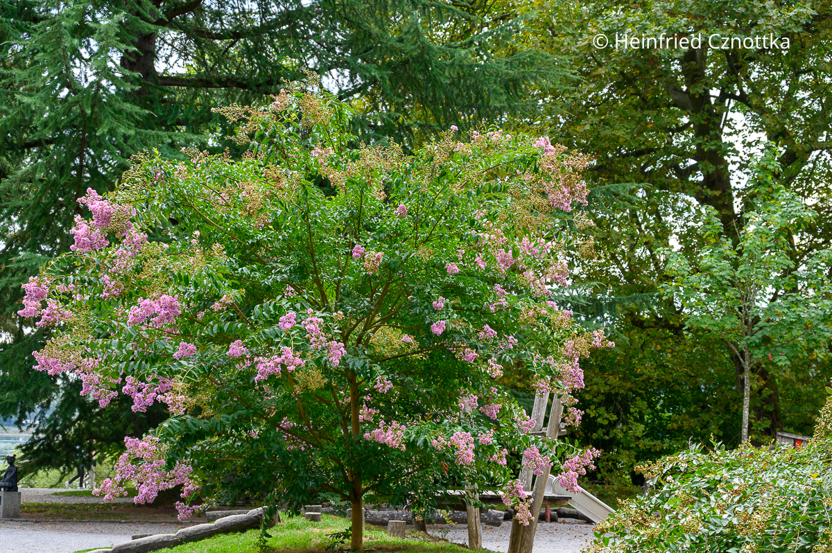 Kreppmyrte (Lagerstroemia indica) Kreppmyrte (Lagerstroemia indica) mit rosa Blüten