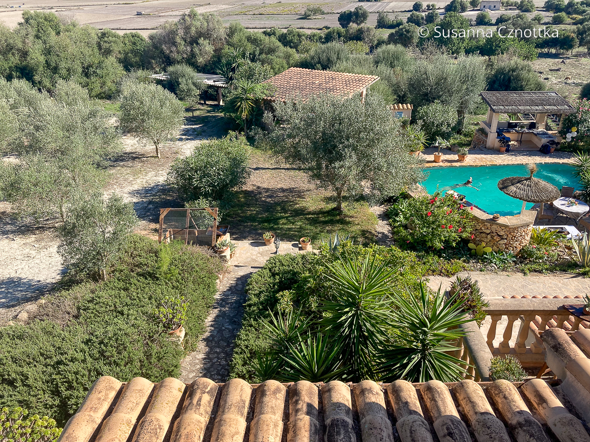 Blick vom Dach einer Finca auf Mallorca über einen Garten und Olivenbäume