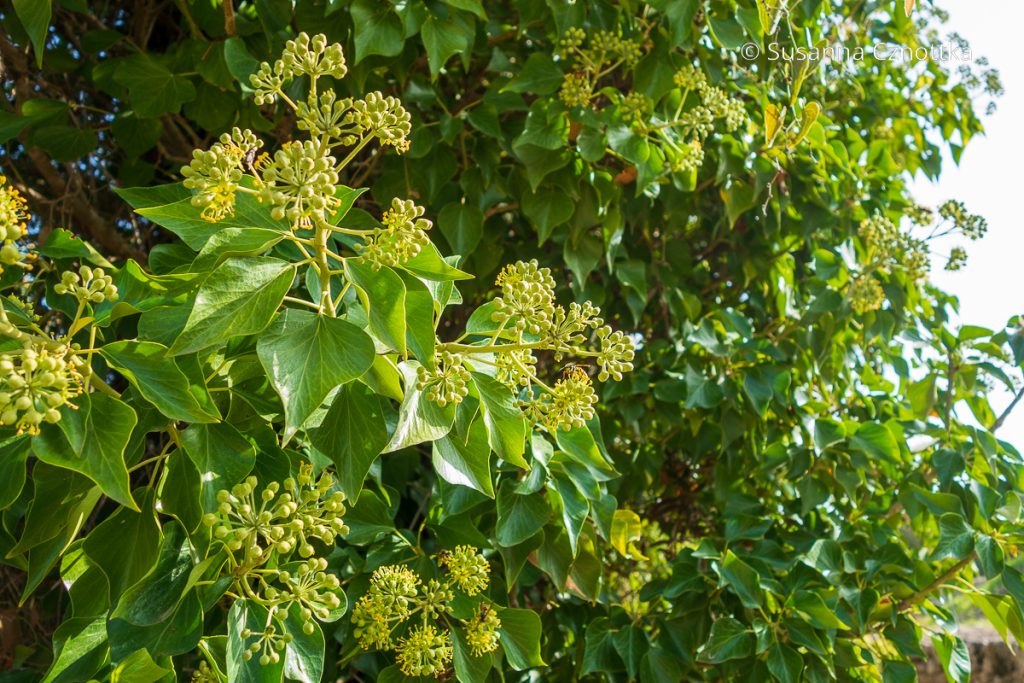 Efeu (Hedera helix)  ein Allroundtalent als Sichtschutz, Bodendecker und  Insektenpflanze  Einfach Garten