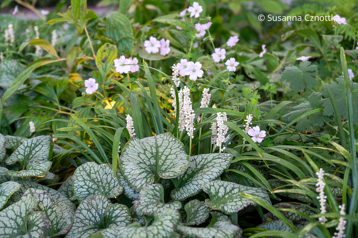 Stauden kombinieren: weißbuntes Kaukasus-Vergissmeinnicht (Brunnera macrophylla), rosa Storchschnabel und weiße Lilientraube (Liriope muscari) Stauden kombinieren: weißbuntes Kaukasus-Vergissmeinnicht (Brunnera macrophylla), rosa Storchschnabel und weiße Lilientraube (Liriope muscari)