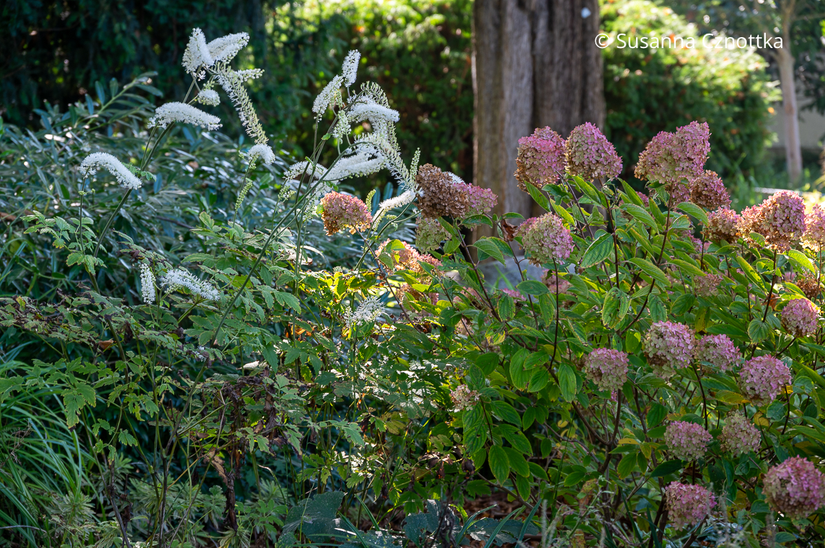 Herbstbeet im Halbschatten: Rispen-Hortensie (Hydrangea paniculata) und Silberkerze (Actaea) Herbstbeet im Halbschatten: Rispen-Hortensie (Hydrangea paniculata) und Silberkerze (Actaea)