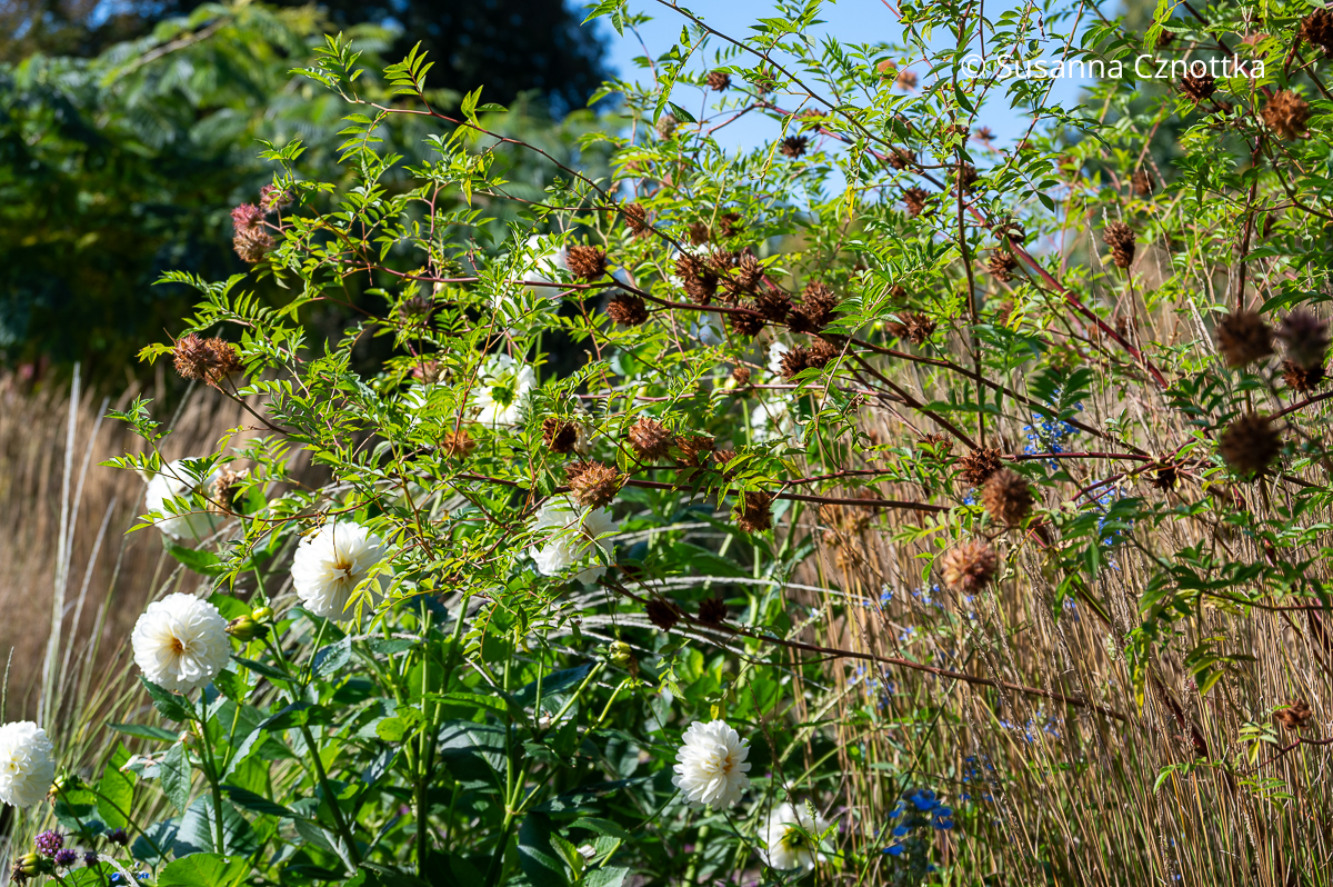 Früchte des Römischen Süßholzes (Glycyrrhiza echinata) und weiße Dahlie Früchte des Römischen Süßholzes (Glycyrrhiza echinata) und weiße Dahlie