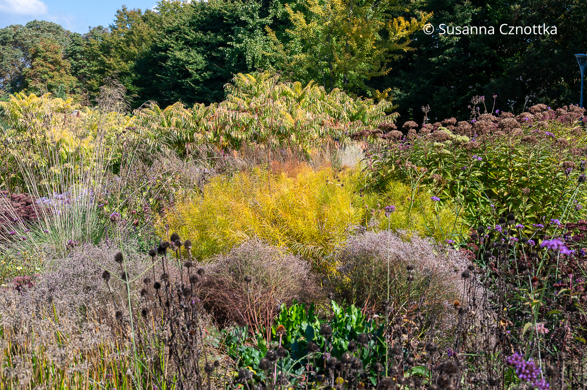 Hingucker im Herbstbeet: Röhrenstern (Amsonia hubrichtii) und Essigbaum (Rhus typhina) 'Tiger Eyes' Hingucker im Herbstbeet: Röhrenstern (Amsonia hubrichtii) und Essigbaum (Rhus typhina) 'Tiger Eyes'