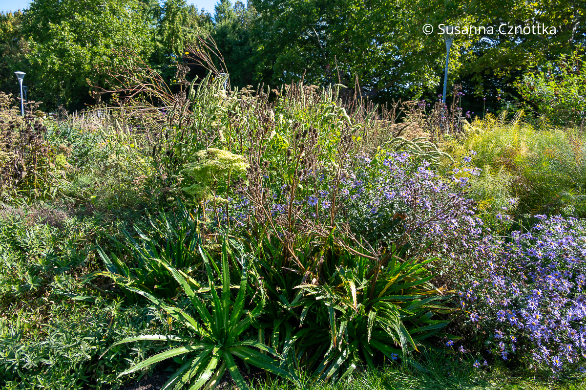 Herbstbeet: Astern und Agavenblättriger Mannstreu (Eryngium agavifolium) Herbstbeet: Astern und Agavenblättriger Mannstreu (Eryngium agavifolium)