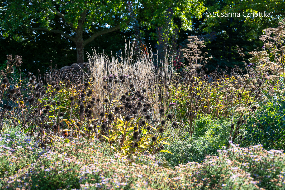 Staudenbeet im Herbst: attraktive Gräser und Samenstände Staudenbeet im Herbst: attraktive Gräser und Samenstände
