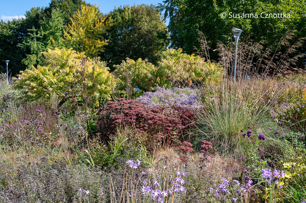 Staudenwiese von Harald Sauer: violette Astern, Hohe Fetthenne (Hylotelephium) und Riesen-Federgras (Stipa gigantea) Staudenwiese von Harald Sauer: violette Astern, Hohe Fetthenne (Hylotelephium) und Riesen-Federgras (Stipa gigantea)