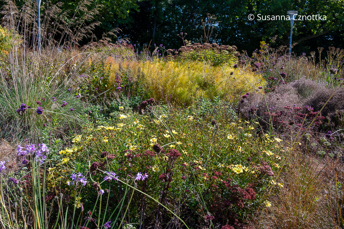 Herbstbeet gestalten: letzte Blüten des Mädchenauges (Coreopsis) 'Full Moon' und die gelbe Herbstfärbung des Röhrensterns (Amsonia hubrichtii) Herbstbeet gestalten: letzte Blüten des Mädchenauges (Coreopsis) 'Full Moon' und die gelbe Herbstfärbung des Röhrensterns (Amsonia hubrichtii)