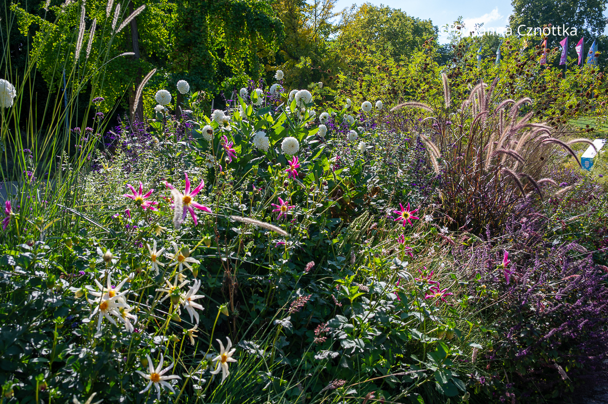 Luisenpark Mannheim: Dahlien im Wechselflorbeet Luisenpark Mannheim: Dahlien im Wechselflorbeet