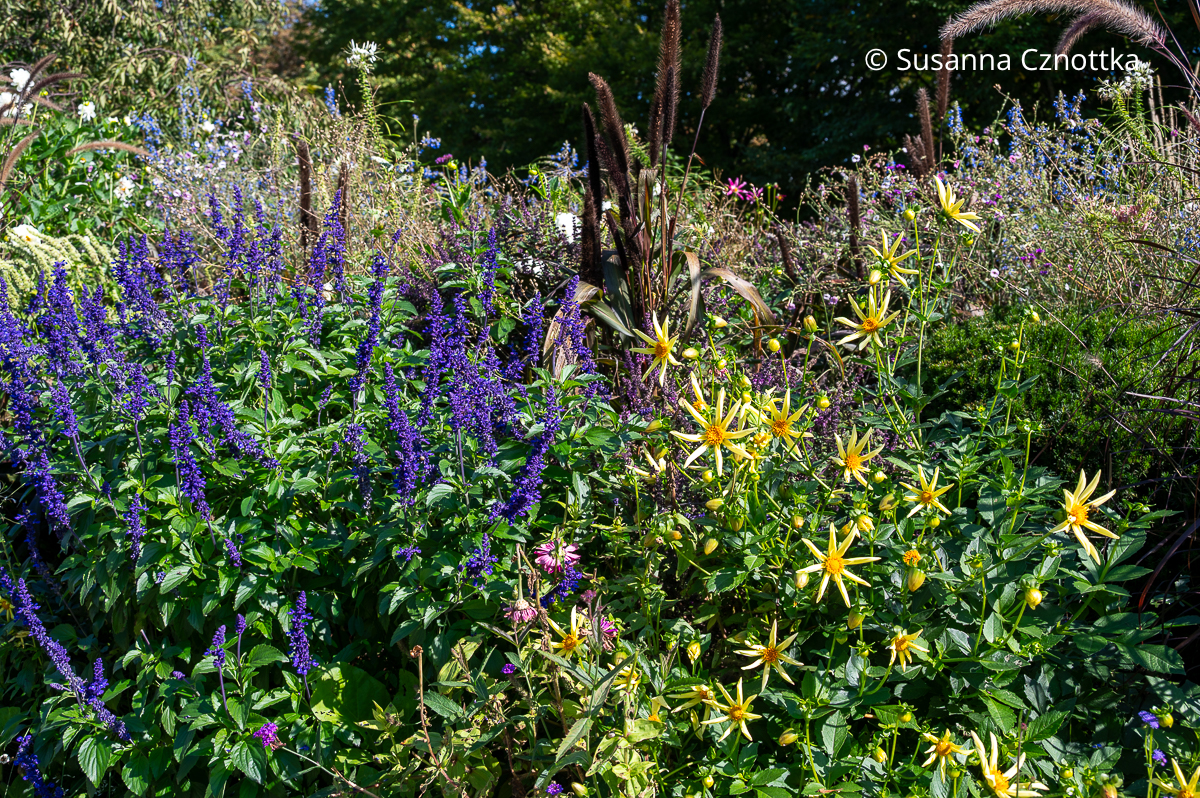 Kräftig blauer Mehl-Salbei (Salvia farinacea) und gelbe Dahlien im Wechselflorbeet Kräftig blauer Mehl-Salbei (Salvia farinacea) und gelbe Dahlien im Wechselflorbeet