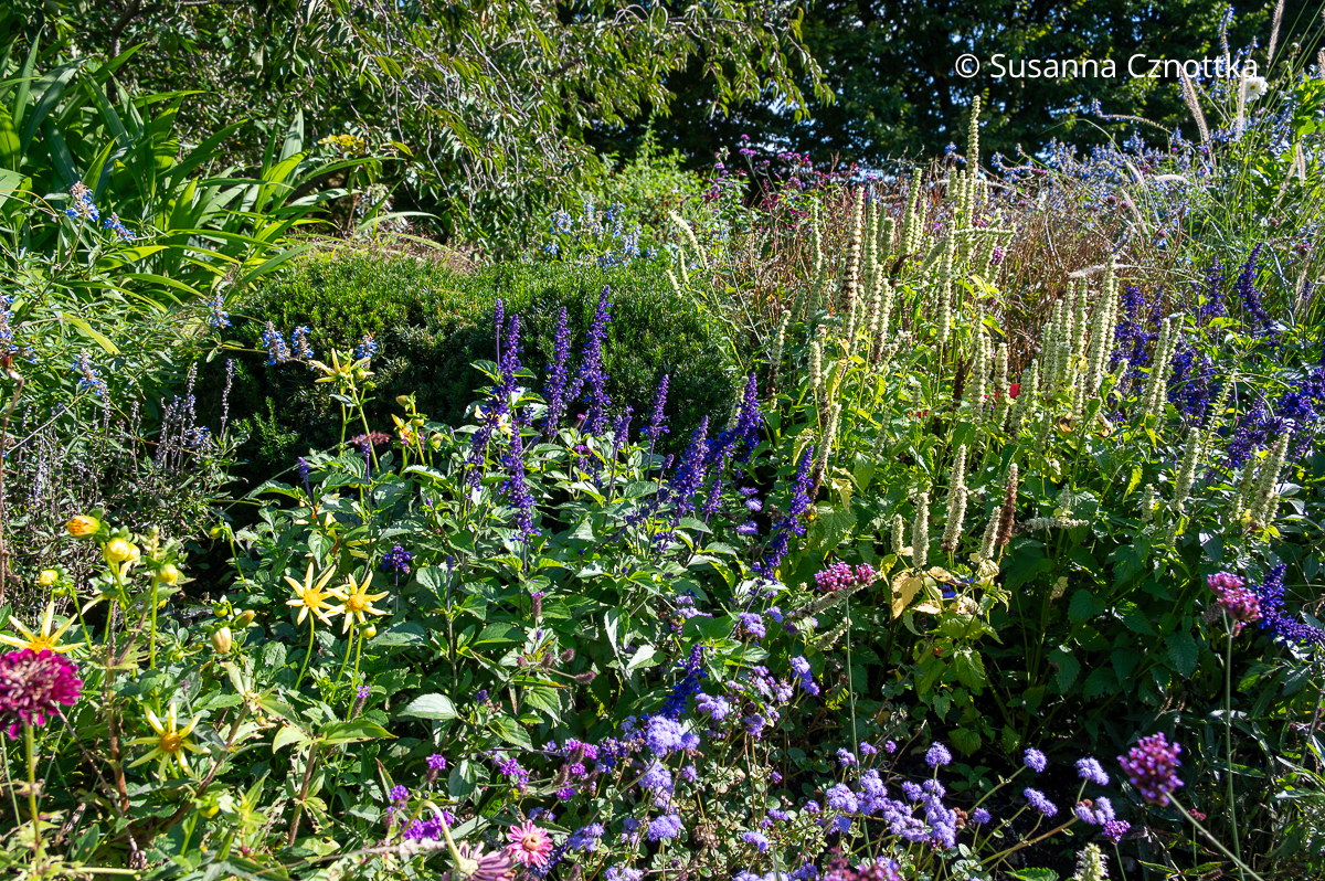Blauer Mehl-Salbei (Salvia farinacea) und Samenstände einer Duftnessel (Agastache) Blauer Mehl-Salbei (Salvia farinacea) und Samenstände einer Duftnessel (Agastache)