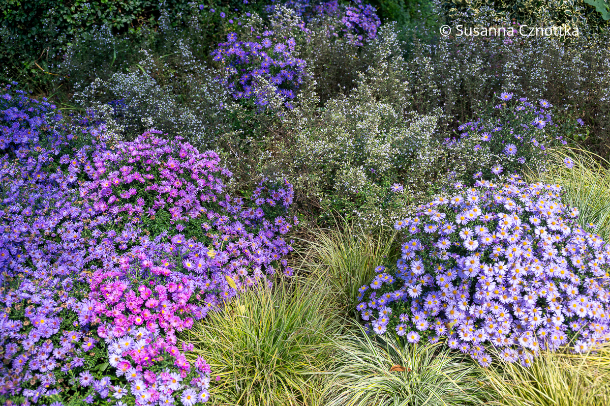Beetkombination für den Herbst: Astern, Seggen (Carex) und Bergminze (Clinopodium nepeta syn. Calamintha nepeta) Beetkombination für den Herbst: Astern, Seggen (Carex) und Bergminze (Clinopodium nepeta syn. Calamintha nepeta)