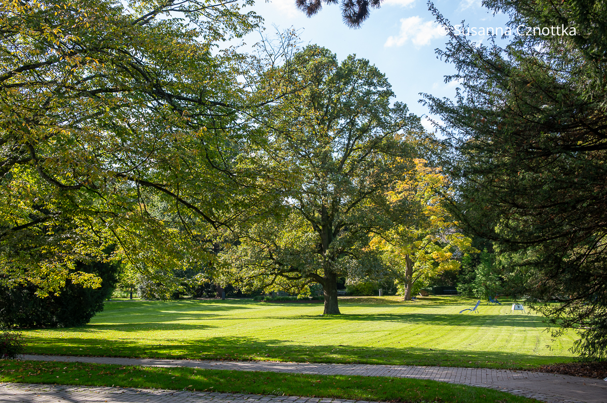 Weitläufige Rasenfläche mit altem Baumbestand im Luisenpark Mannheim Weitläufige Rasenfläche mit altem Baumbestand im Luisenpark Mannheim