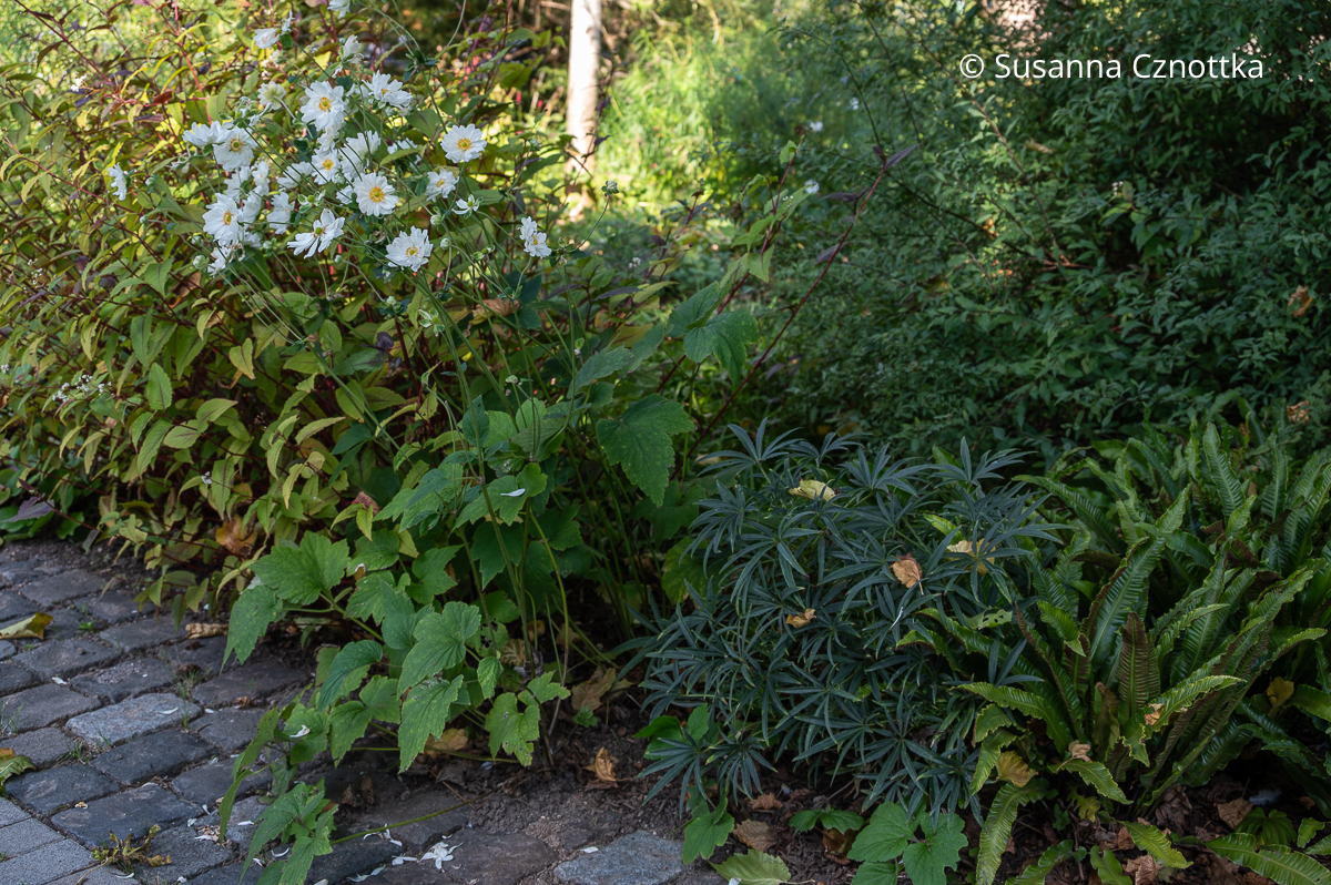 Staudenkombination im Halbschatten: weiße Herbst-Anemone, Palmblatt-Nieswurz (Helleborus foetidus) und Hirschzungenfarn (Asplenium scolopendrium) Staudenkombination im Halbschatten: weiße Herbst-Anemone, Palmblatt-Nieswurz (Helleborus foetidus) und Hirschzungenfarn (Asplenium scolopendrium)