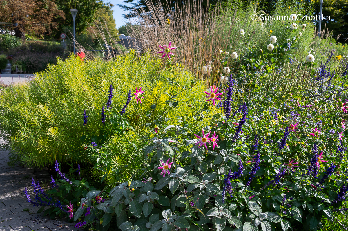Harfenstrauch (Plectranthus argentatus) 'Silver Shield' mit Röhrenstern (Amsonia hubrichtii), kräftig blauem Mehlsalbei (Salvia farinacea) und rosa Dahlien Harfenstrauch (Plectranthus argentatus) 'Silver Shield' mit Röhrenstern (Amsonia hubrichtii), kräftig blauem Mehlsalbei (Salvia farinacea) und rosa Dahlien