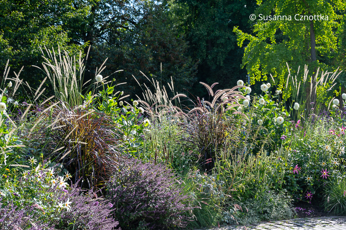 Attraktiver Wechselflor: Gräser mit dunklem Laub, weiße Dahlien und violettes Strauch-Basilikum (Ocimum basilicum) Attraktiver Wechselflor: Gräser mit dunklem Laub, weiße Dahlien und violettes Strauch-Basilikum (Ocimum basilicum)