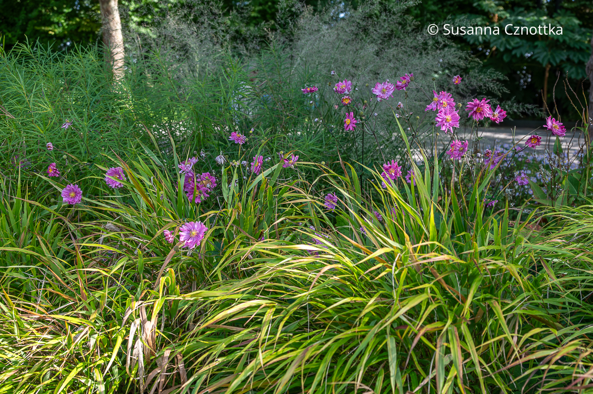 Halbschattenbeet im Herbst: Herbst-Anemone 'Bressingham Glow' und Japan-Berggras (Hakonechloa macra) Halbschattenbeet im Herbst: Herbst-Anemone 'Bressingham Glow' und Japan-Berggras (Hakonechloa macra)