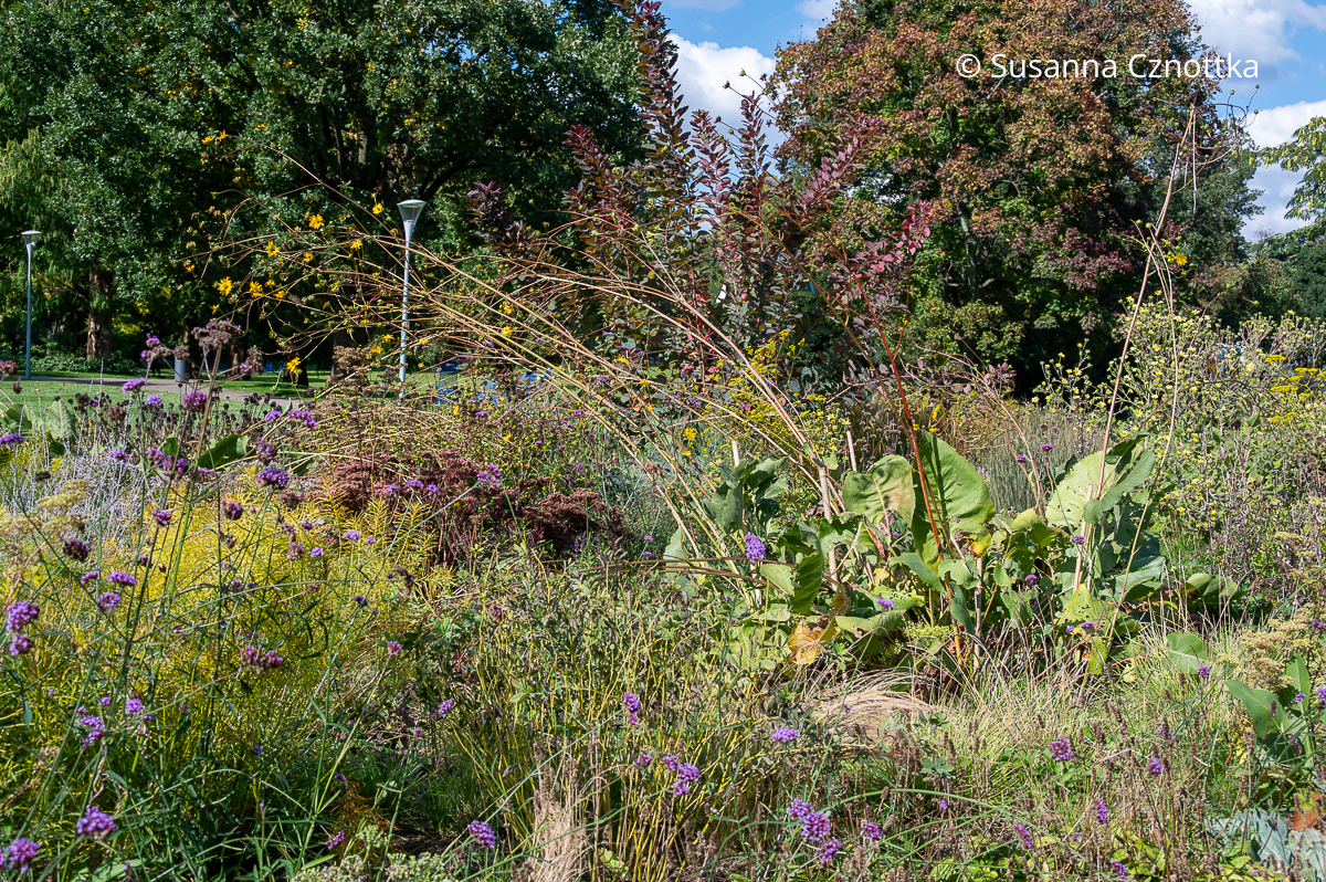 Stattliche Staude mit großen Blättern: Harzige Becherpflanze (Silphium terebinthinaceum) Stattliche Staude mit großen Blättern: Harzige Becherpflanze (Silphium terebinthinaceum)