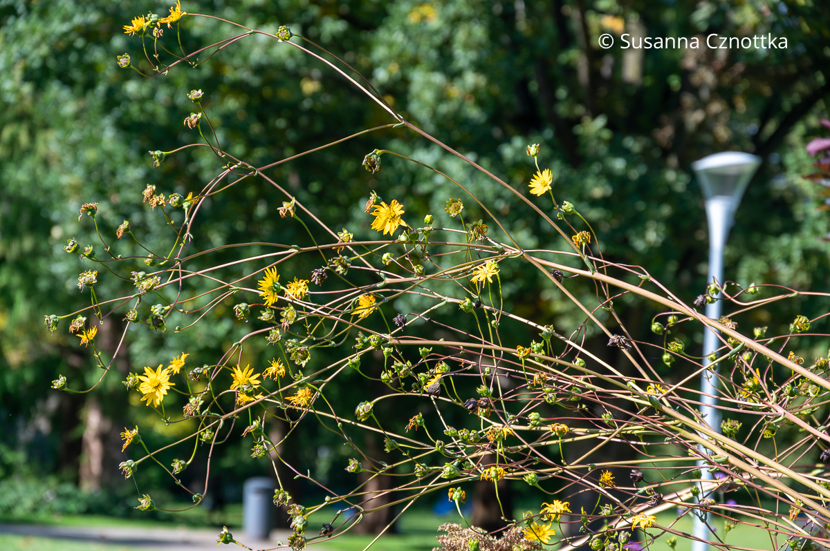 Blüten der Harzigen Becherpflanze (Silphium terebinthinaceum) Blüten der Harzigen Becherpflanze (Silphium terebinthinaceum)
