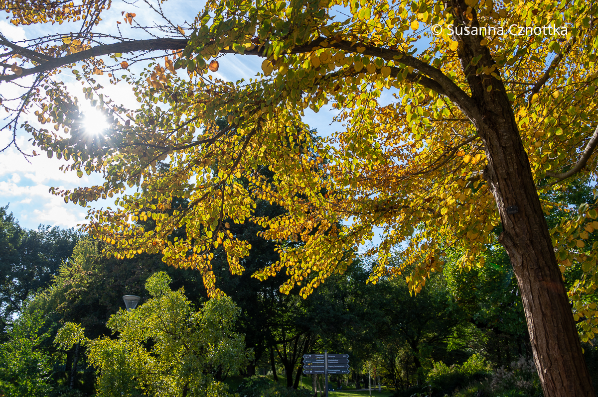 Goldener Oktober: gelb gefärbter Lebkuchenbaum (Cercidiphyllum japonicum) im Gegenlicht Goldener Oktober: gelb gefärbter Lebkuchenbaum (Cercidiphyllum japonicum) im Gegenlicht