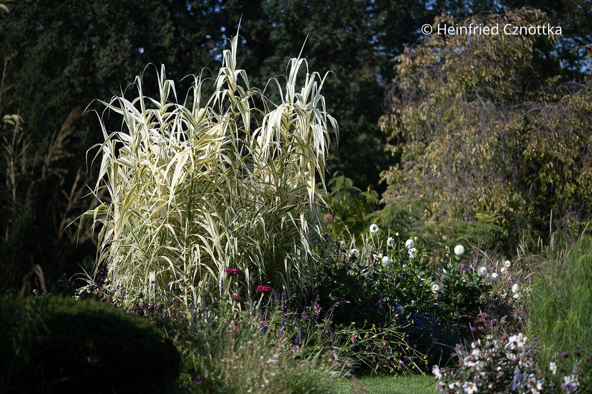 Stimmungsvolle Gartenszene: weißbuntes Pfahlrohr (Arundo donax) und weiße Dahlien im späten Licht Stimmungsvolle Gartenszene: weißbuntes Pfahlrohr (Arundo donax) und weiße Dahlien im späten Licht