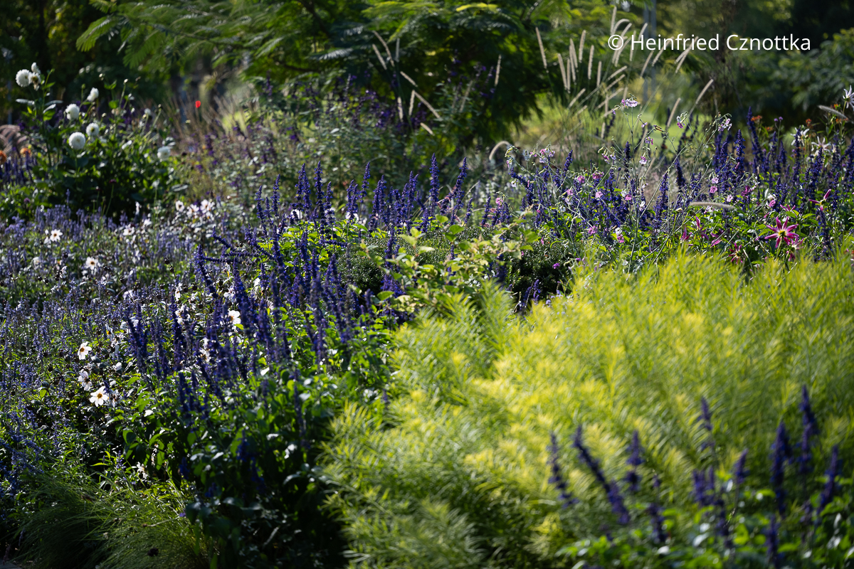 Pflanzen kombinieren: Mehl-Salbei (Salvia farinacea) und Röhrenstern oder Blaustern (Amsonia hubrichtii) Pflanzen kombinieren: Mehl-Salbei (Salvia farinacea) und Röhrenstern oder Blaustern (Amsonia hubrichtii)