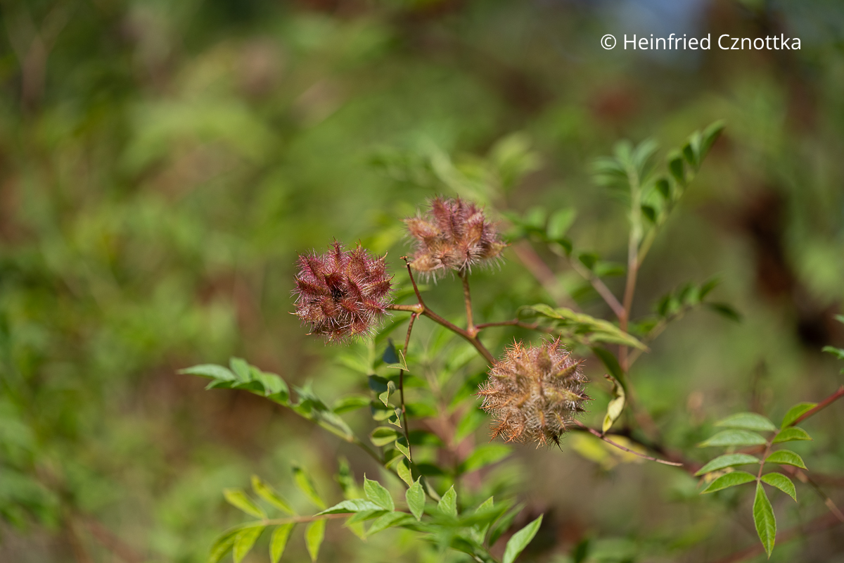 Früchte des Römischen Süßholzes (Glycyrrhiza echinata) Früchte des Römischen Süßholzes (Glycyrrhiza echinata) und