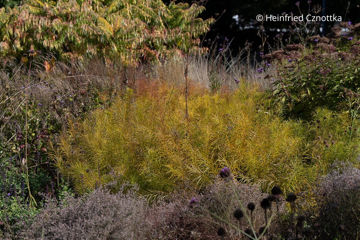 Herbstfärbende Staude: Röhrenstern (Amsonia hubrichtii) Herbstfärbende Staude: Röhrenstern (Amsonia hubrichtii)