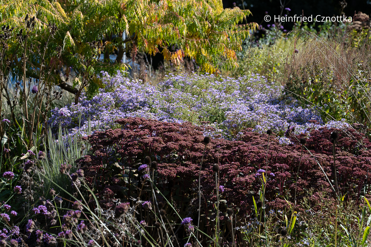 Herbstbeet mit hell violetten Astern und Hoher Fetthenne (Hylotelephium) Herbstbeet mit hell violetten Astern und Hoher Fetthenne (Hylotelephium)