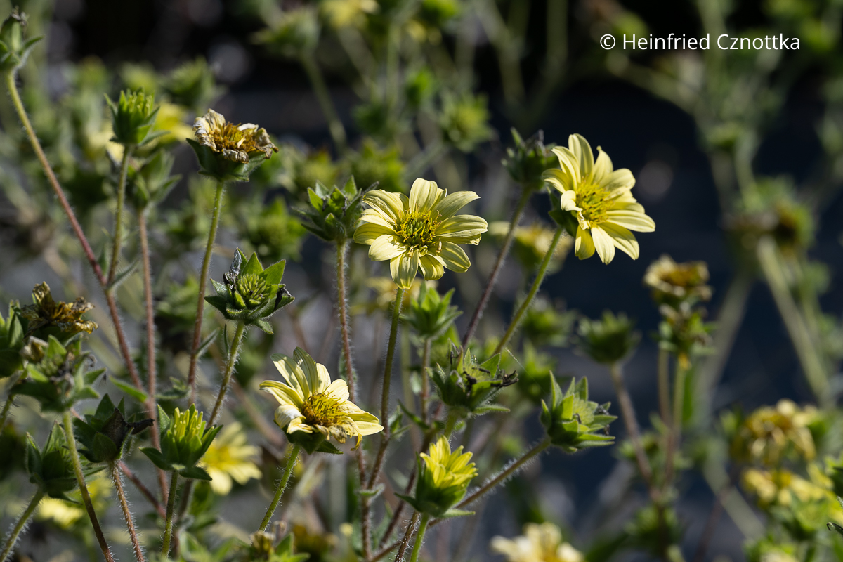 Kompass- oder Becherpflanze (Silphium mohrii) Hellgelbe Blüten der Kompass- oder Becherpflanze (Silphium mohrii)