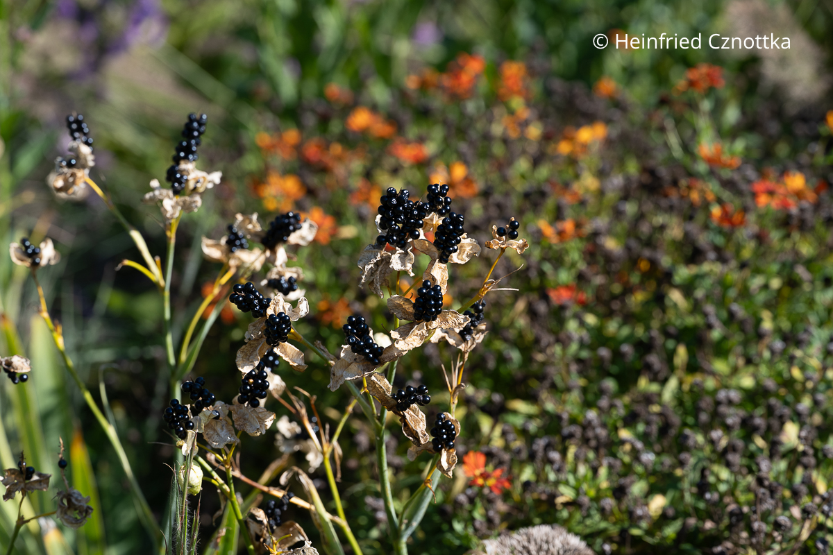 Schwarze glänzende Samenstände der Leopardenblume (Iris domestica syn. Belamcanda chinensis) Schwarze glänzende Samenstände der Leopardenblume (Iris domestica syn. Belamcanda chinensis)