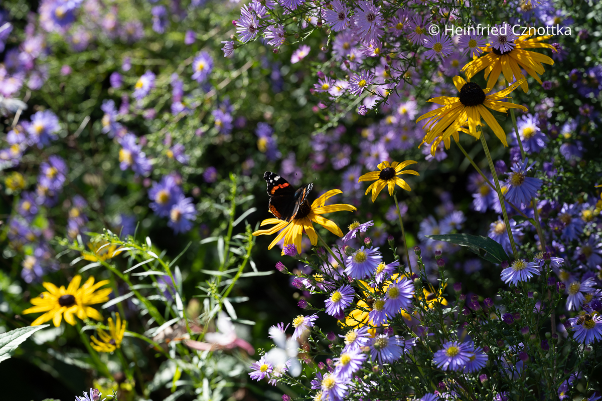 Herbstbeet mit Schmetterling: ein Admiral auf einem Gelben Sonnenhut (Rudbeckia fulgida) Herbstbeet mit Schmetterling: ein Admiral auf einem Gelben Sonnenhut (Rudbeckia fulgida) zwischen violetten Astern