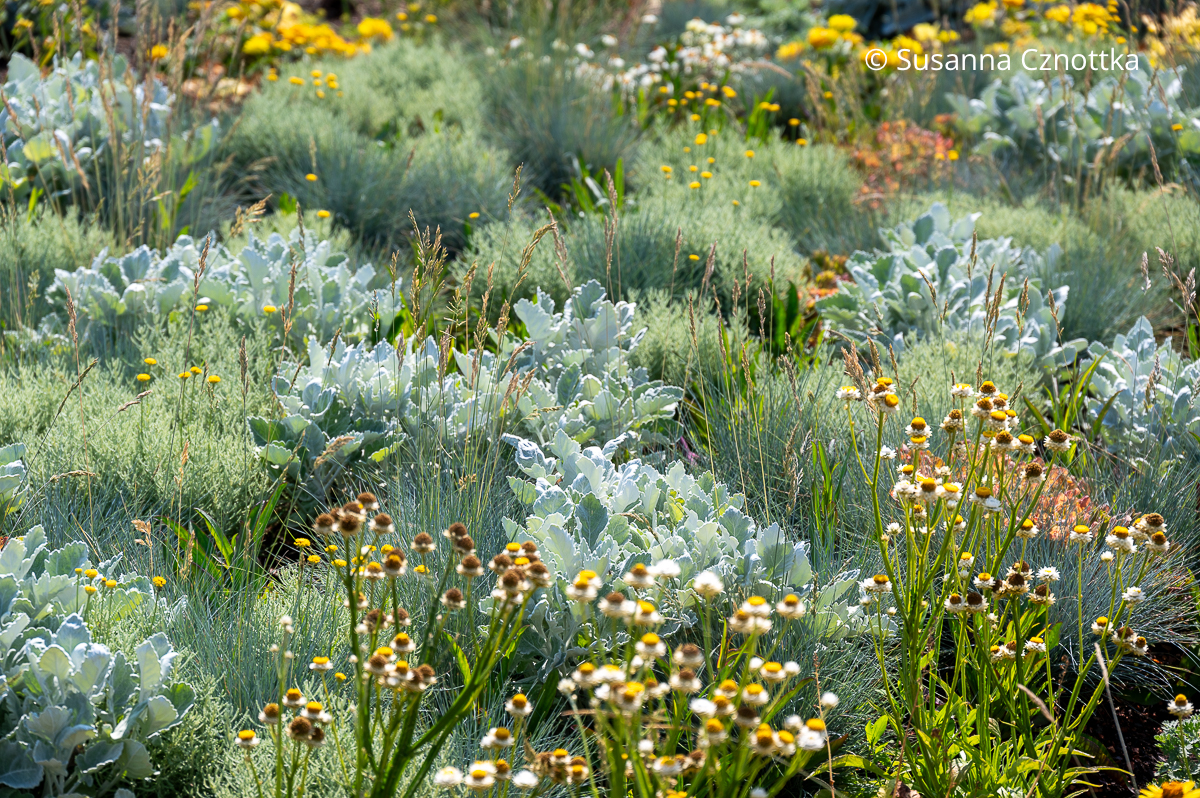 Silber und Grau im Garten: verschiedene graulaubige Pflanzen weben zusammen mit gelben Blüten einen Teppich (BUGA Mannheim 2023)