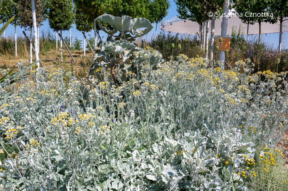 Farbe im Garten Teil 4: Silber und Grau – Einfach Garten