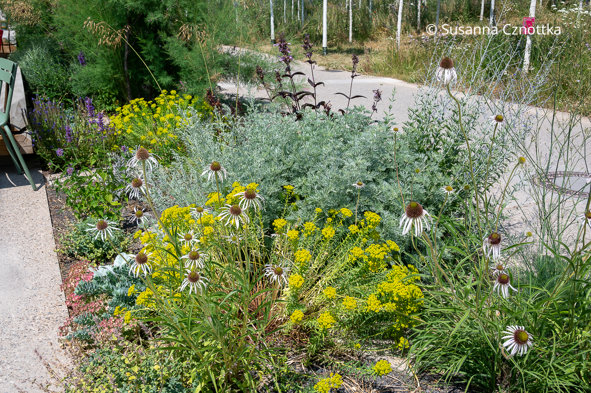 Klimagerecht pflanzen: Bleicher Sonnenhut (Echinacea pallida), Blauraute (Salvia yangii), Halbstrauchiger Wermuth 'Powis Castle' und Steppenwolfsmilch