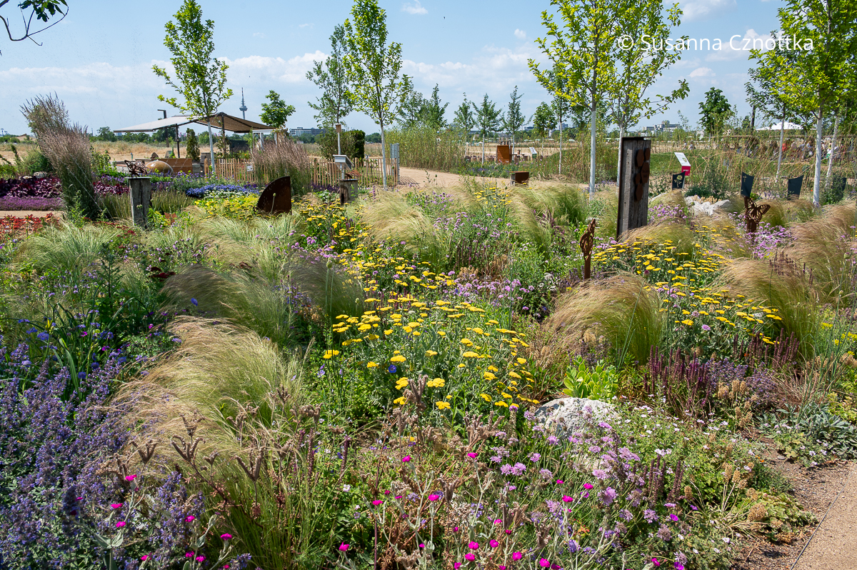 Zartes Federgras (Nassella tenuissima) mit gelber Schafgarbe (Achillea) und hell violetten Tauben-Skabiosen (Scabiosa columbaria) Zartes Federgras (Nassella tenuissima) mit gelber Schafgarbe (Achillea) und hell violetten Tauben-Skabiosen (Scabiosa columbaria)