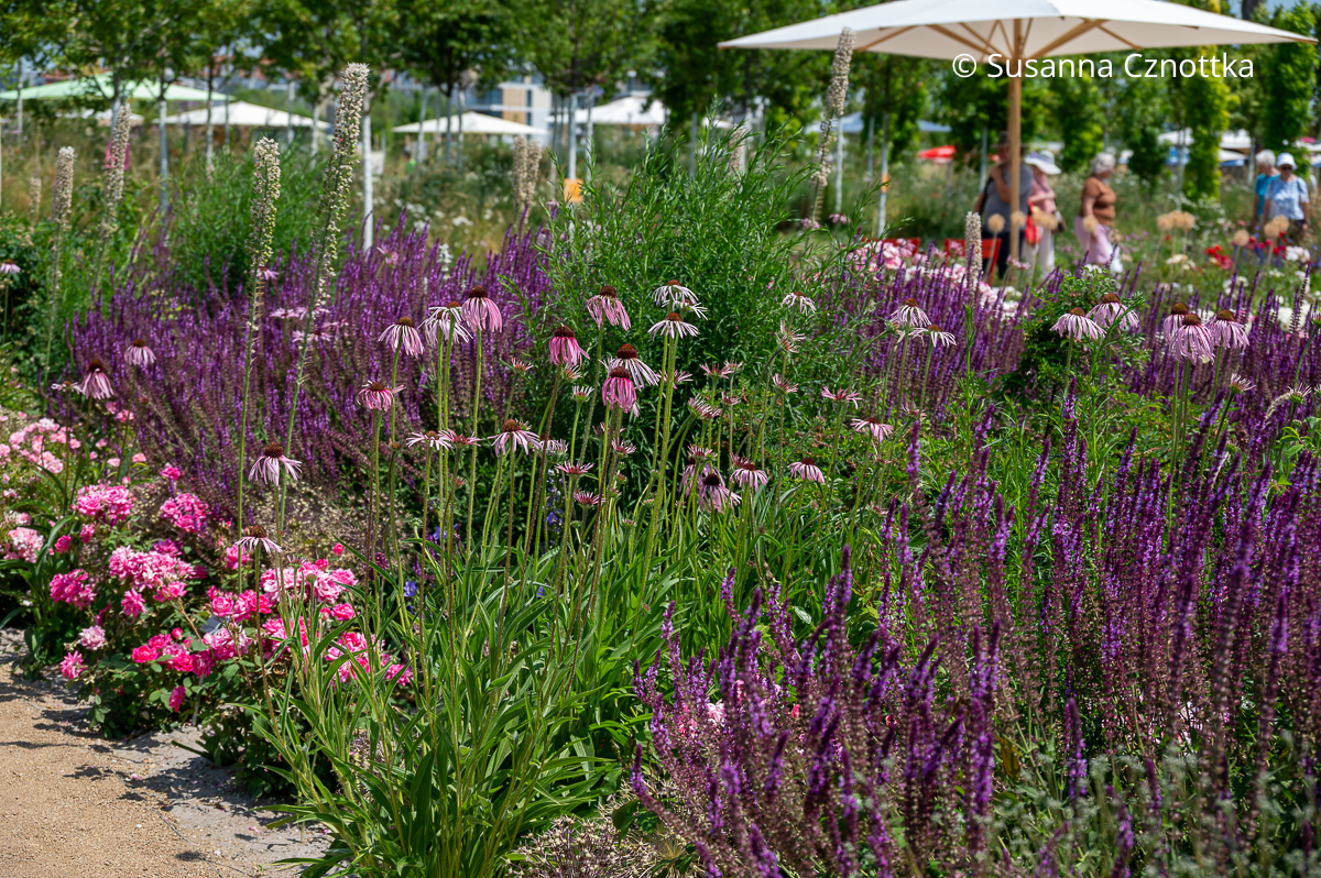Rosa Bleicher Scheinsonnenhut (Echinacea pallida) und violetter Steppen-Salbei (Salvia nemorosa)