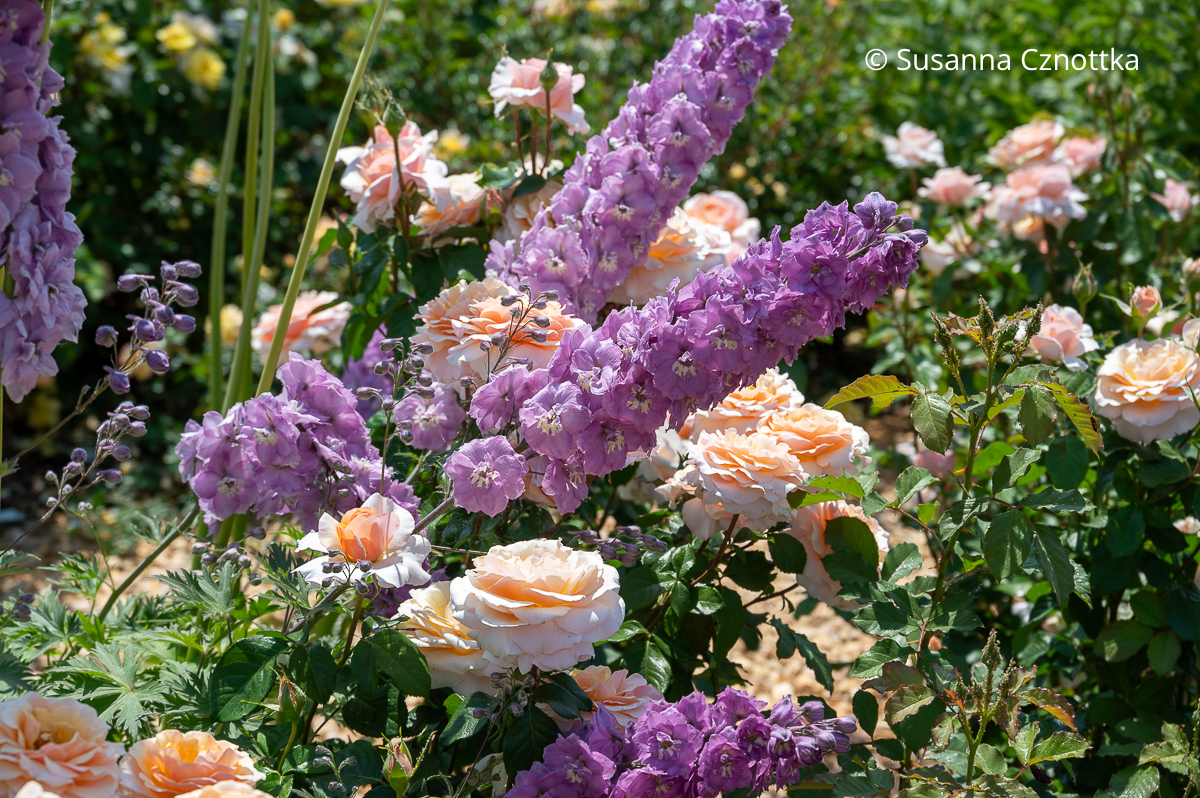 Stauden und Rosen kombinieren: Hoher Rittersporn (Delphinium elatum) in Mauve und lachsfarbene Edelrose 'Sweet Lady'